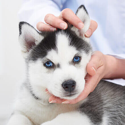 info-box-img-6 info-box-img-6